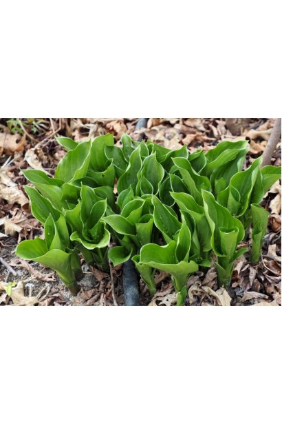 Хоста ланцетолиста кущ